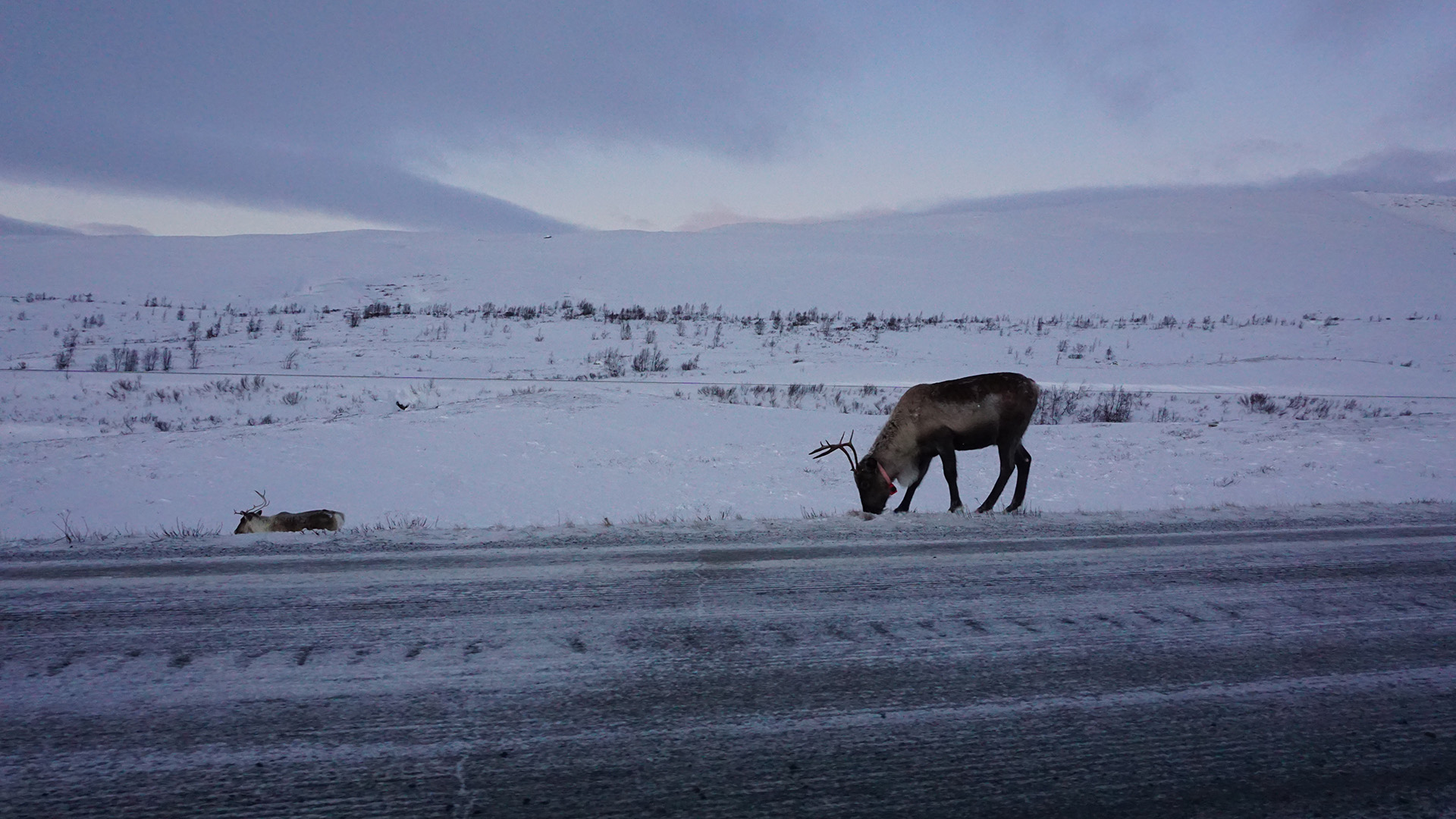 Reindeer